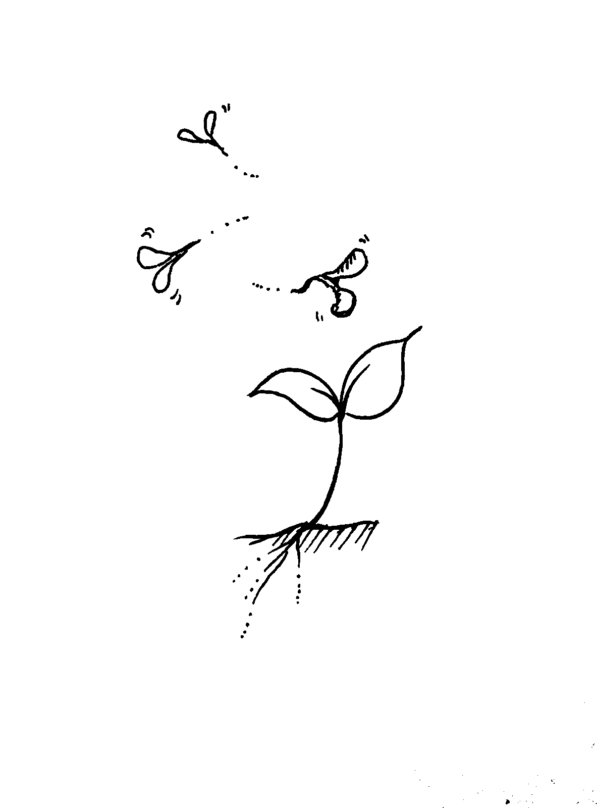 Seed, conceptual drawing