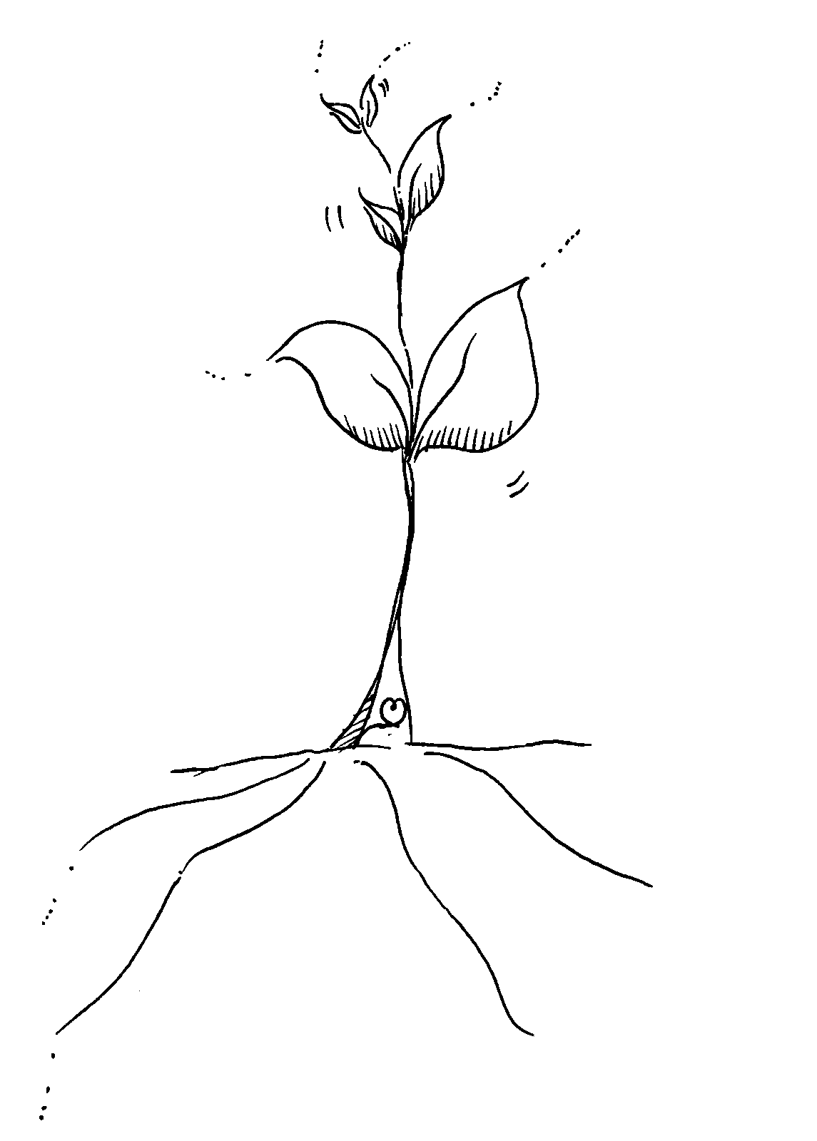 Growth, conceptual drawing